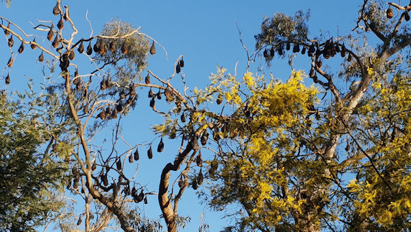 Yarra Bend Flying Fox Bats 2018